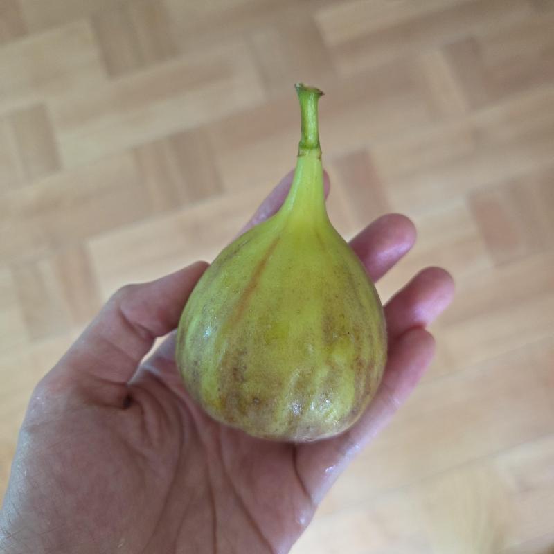 무화과 1kg/2kg