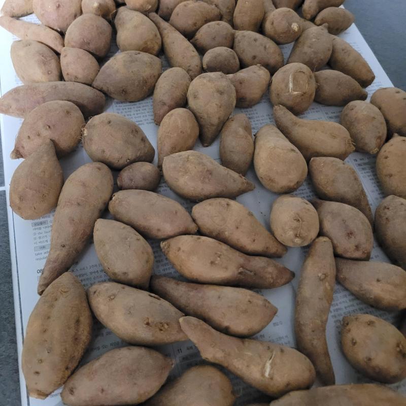 25년산 세척 꿀밤고구마 2kg/3kg/5kg/10kg