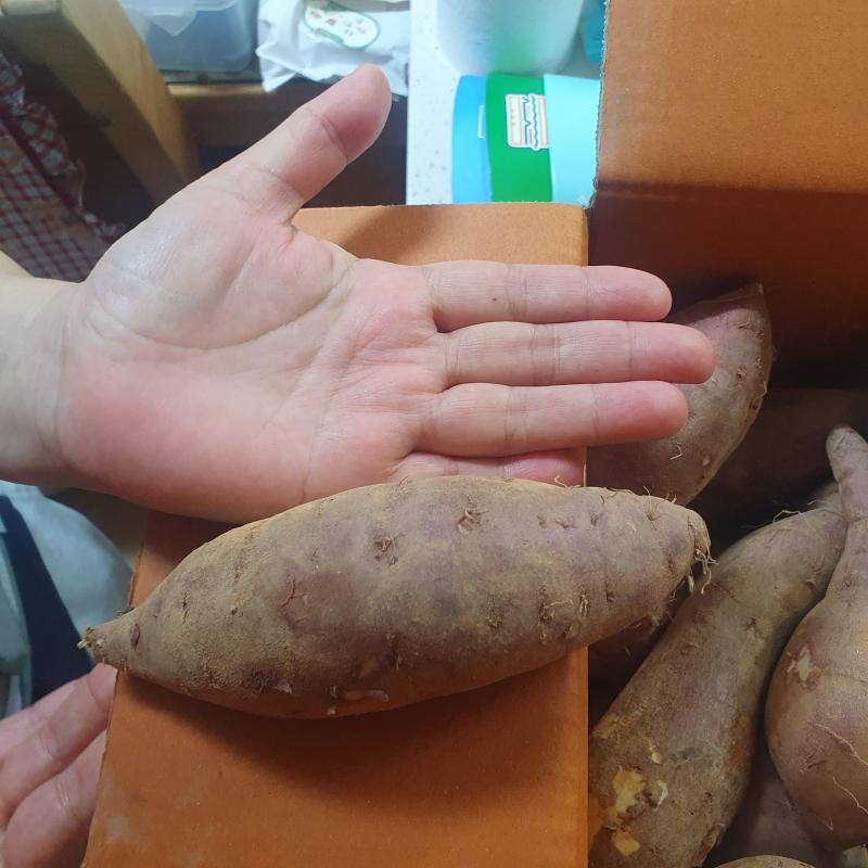 26년 비세척 꿀밤고구마 3kg/5kg/10kg