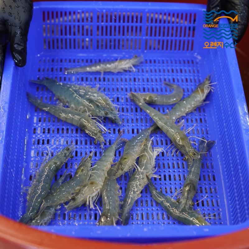 흰다리새우 1kg(30-35미 내외)