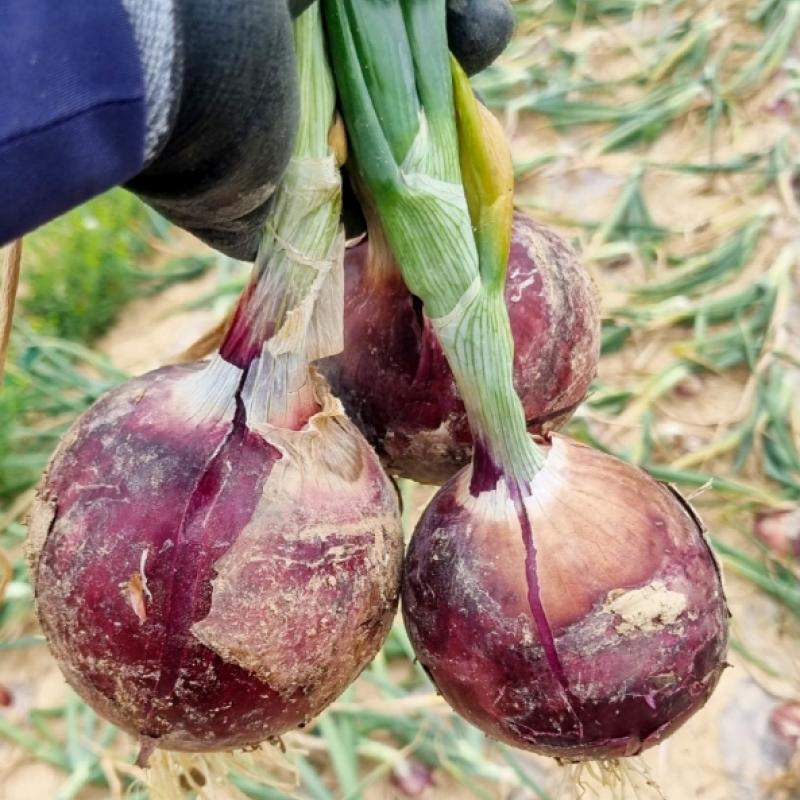 자색양파 3kg/5kg(대중소 혼합)
