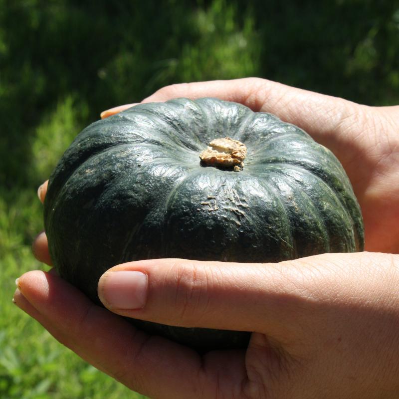 노지 미니단호박 4kg/8kg