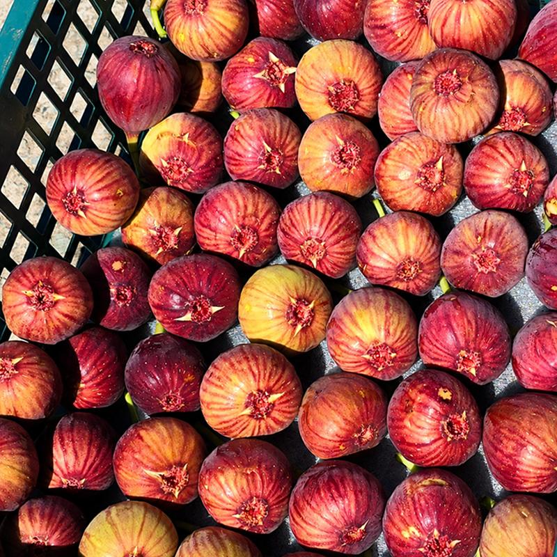 무농약 무화과1kg/2kg