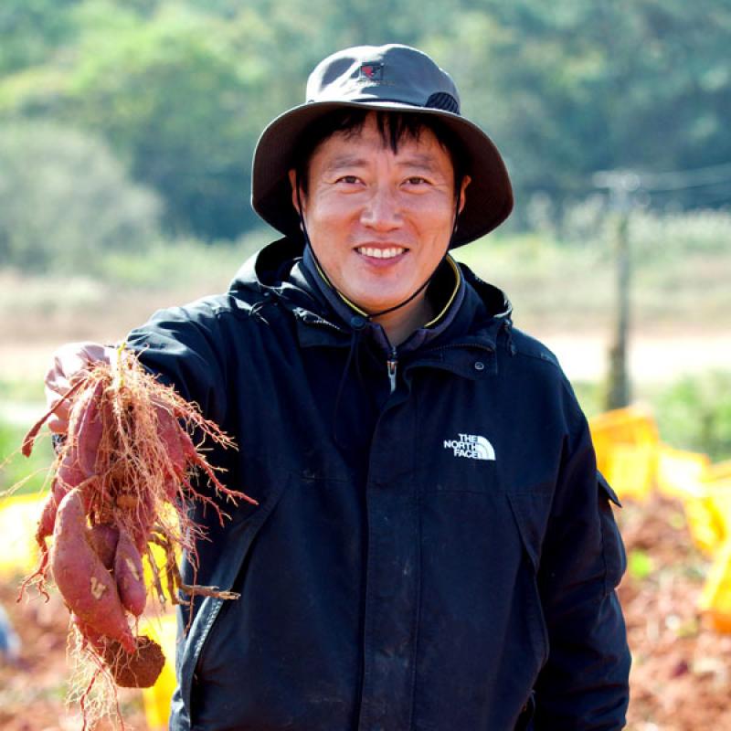 25년산 조영래 세척 꿀고구마 3kg/5kg/10kg