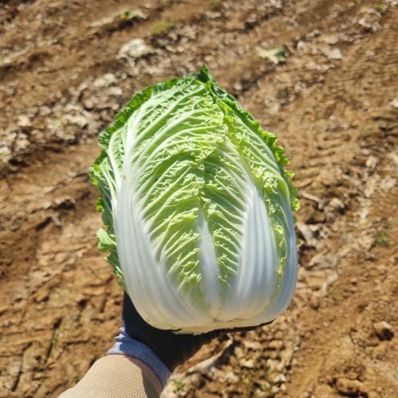 통통알배기배추 5kg/10kg