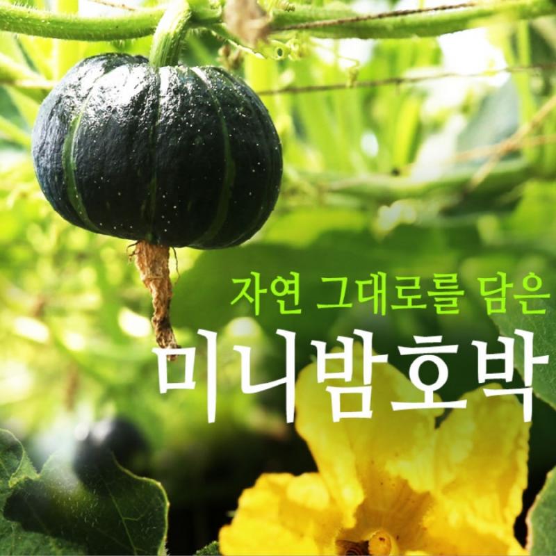 미니밤호박 4kg(7-10과)