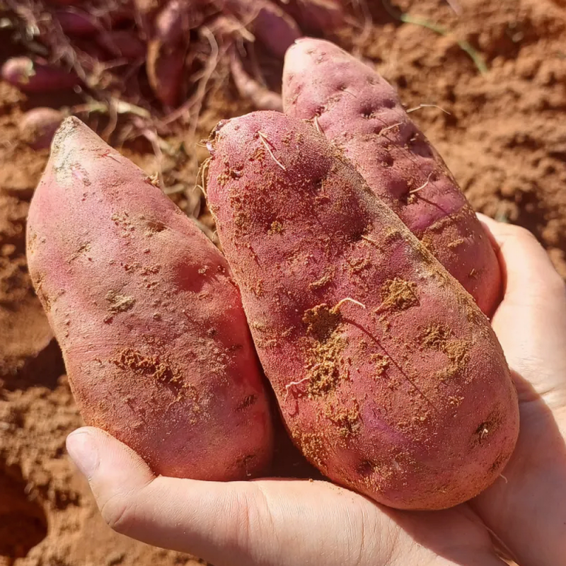 26년 비세척 밤고구마 3kg/5kg/10kg