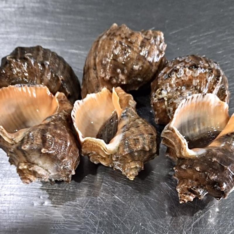 뿔소라/참소라 1kg(5-6미)