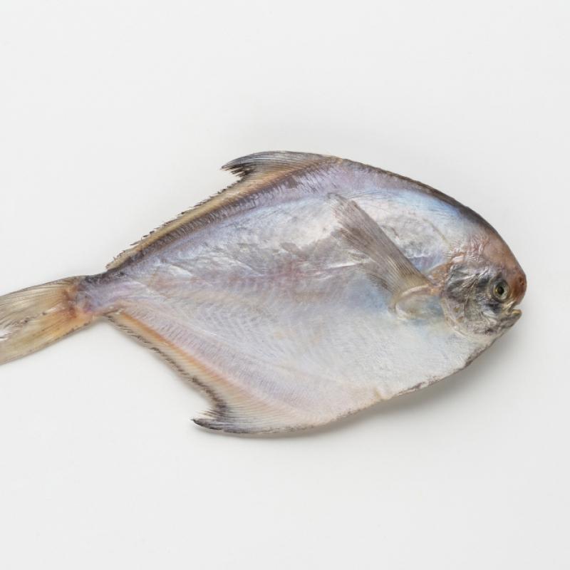 반건조 병어2미(1마리당 25cm/240g내외)