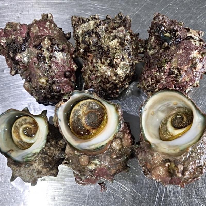 뿔소라/참소라 1kg(5-6미)