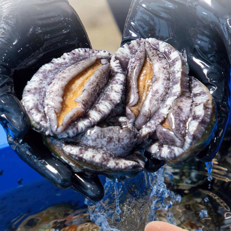 활전복 1kg