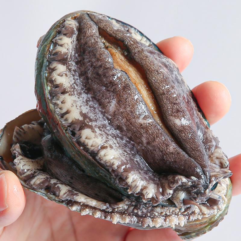 활전복 1kg