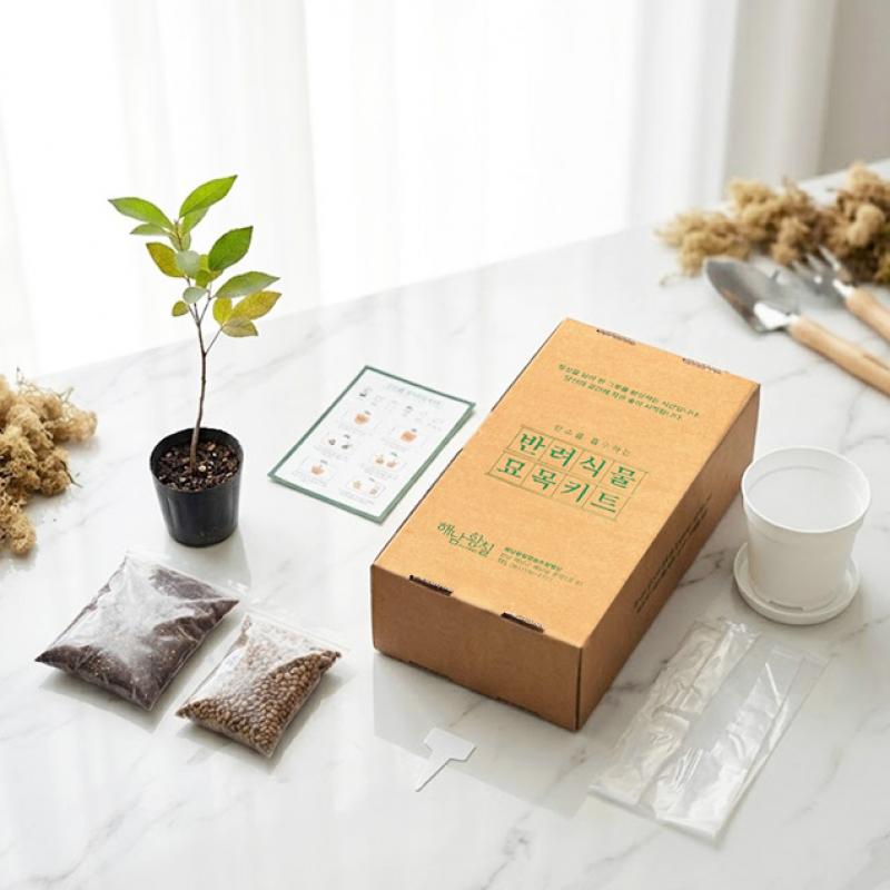 황칠나무 묘목키트 1개(3년생, 25cm내외)