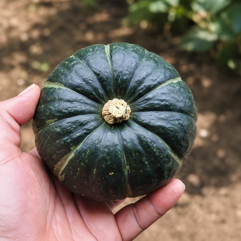 미니밤호박 4kg(7-13과)