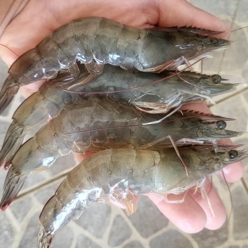 흰다리새우 1kg(32미 내외)