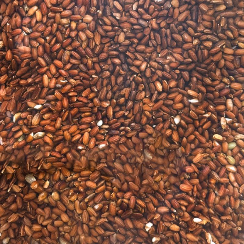 25년 찰홍미 1kg/2kg
