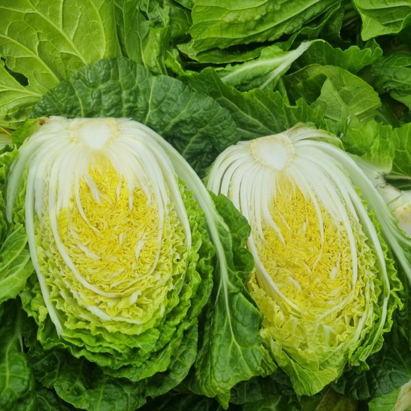 통통알배기배추 5kg/10kg